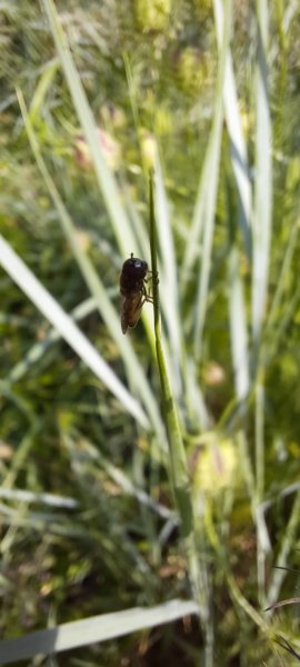 Fragile équilibre. Au jardin.Lise Jaloux